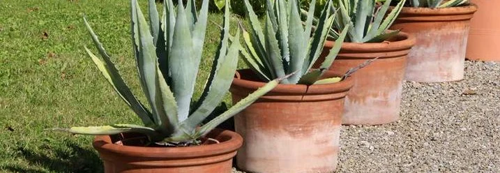 Agaven in Tontöpfen